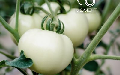White Tomato Buat Kulit Cantik